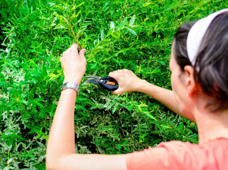 Bushes Pruning Service