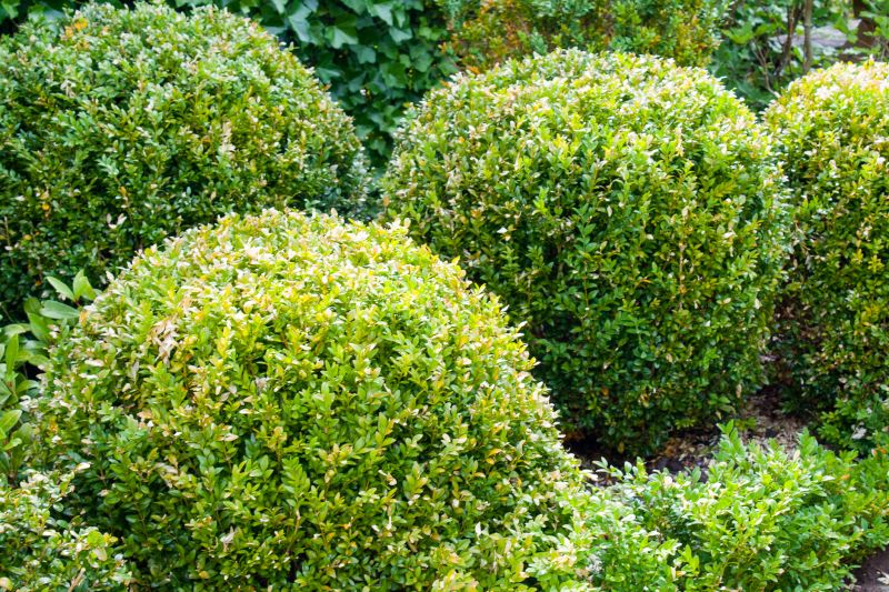 Bushes Pruning Service