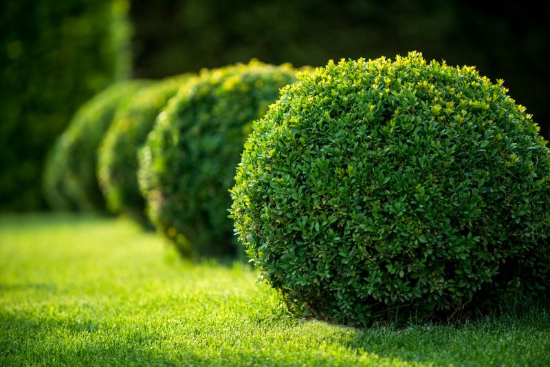 Bushes Pruning Service