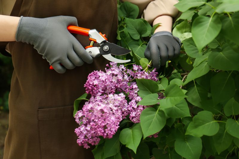 Bushes Pruning Service