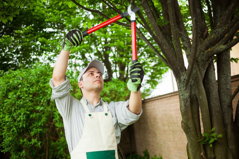 Bushes Pruning Service