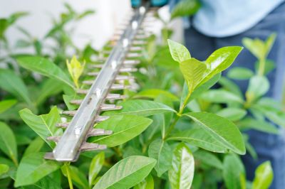 Prevents Overgrowth